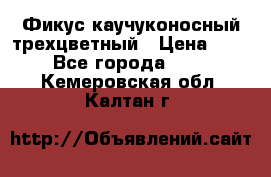 Фикус каучуконосный трехцветный › Цена ­ 500 - Все города  »    . Кемеровская обл.,Калтан г.